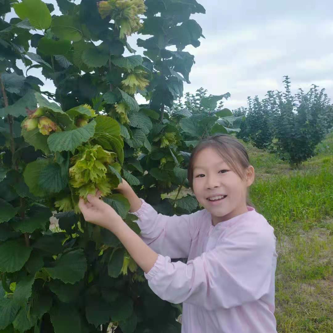 杀虫灯在榛子种植基地的应用