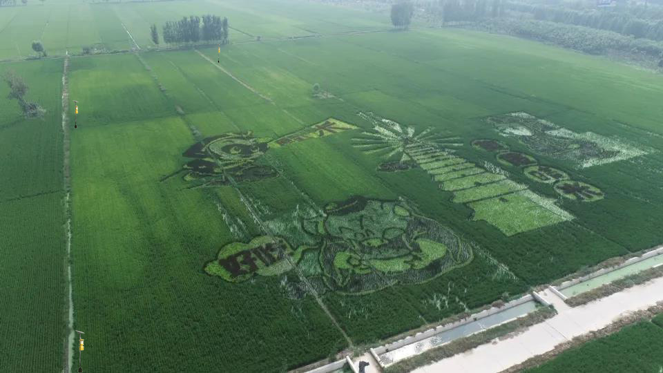 杀虫灯，稻田里的希望